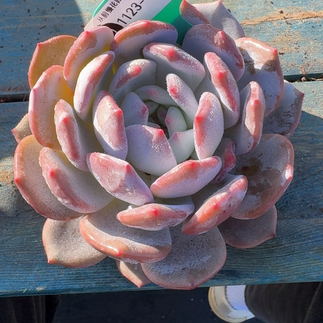 从前慢多肉精选编号1123.40