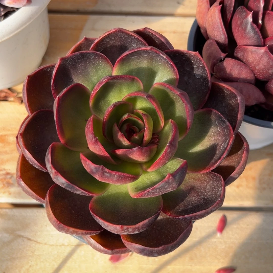 多肉红灯【非偏远地区满18包邮】