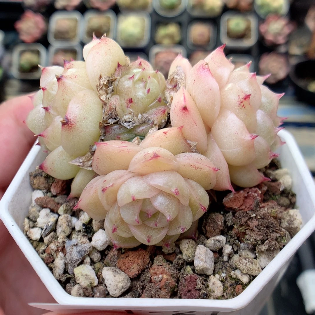 T21 ，20包邮两天凑单偏远不发货