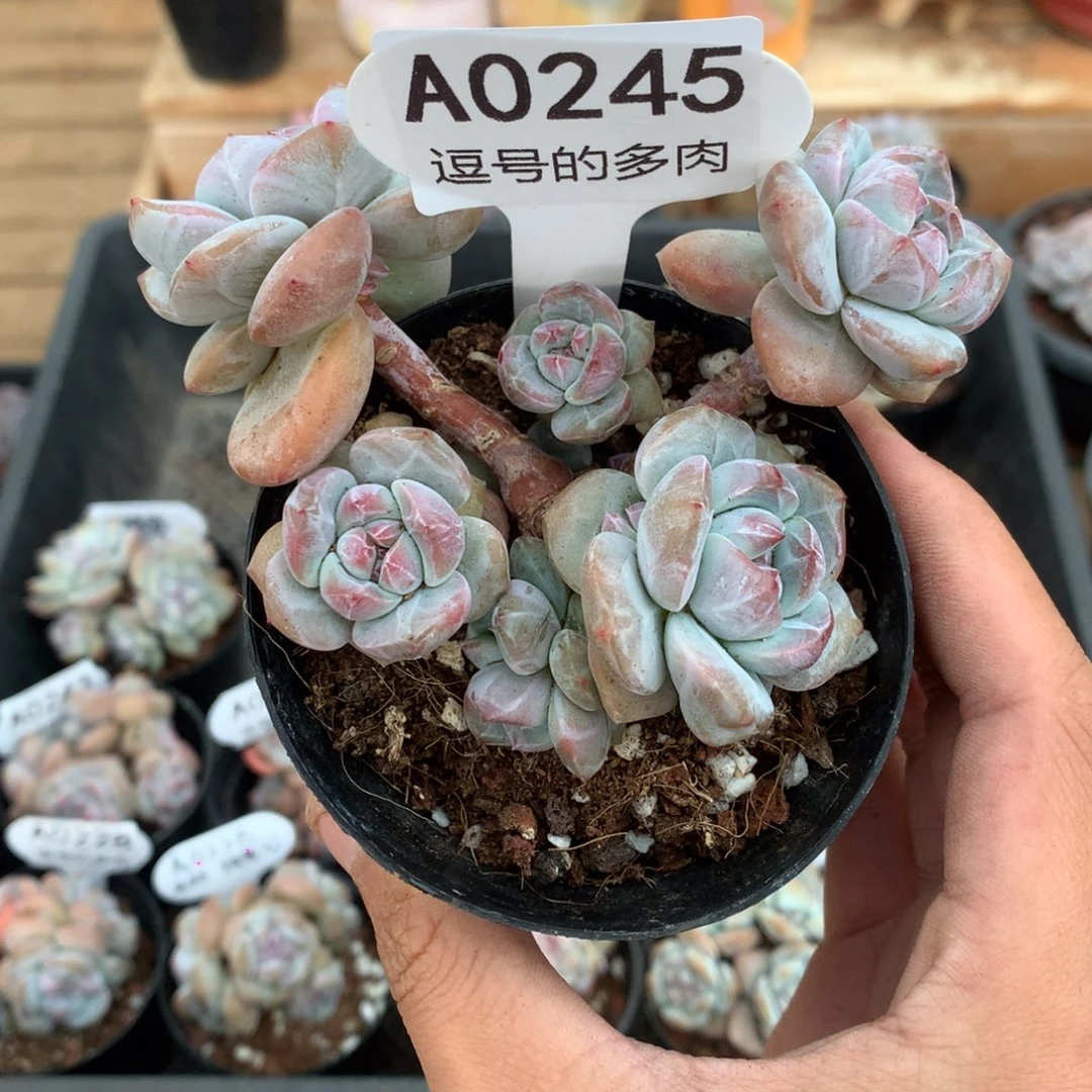 随***情A0245 突尼斯飘枝 有砍 10cm