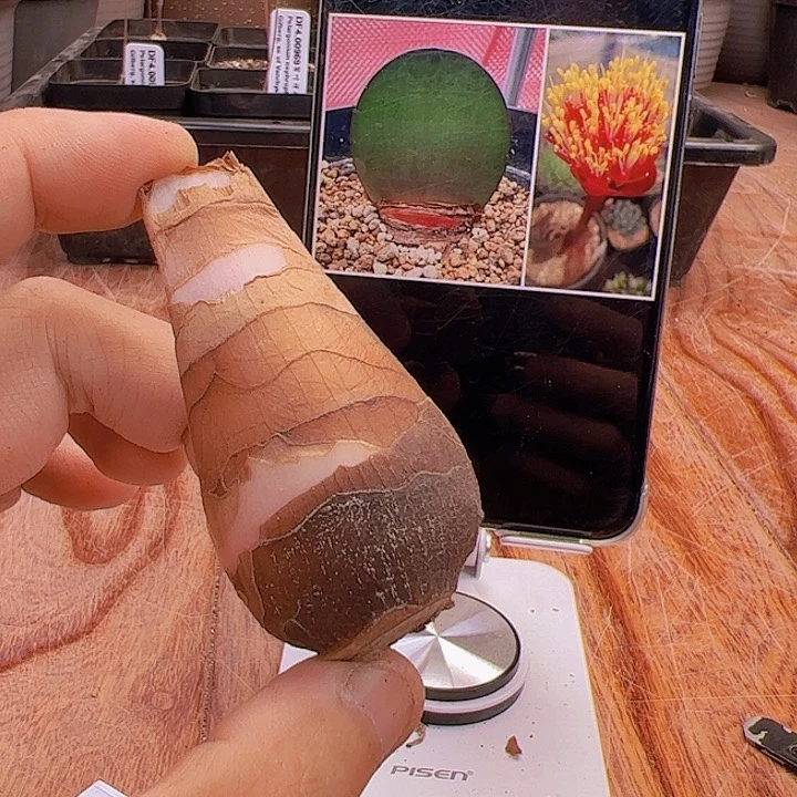 象耳血莲3，34*27厘米左右