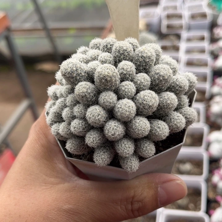 自**人105群生好养皮实好活