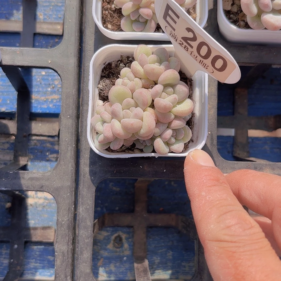 E200泡泡糖一物一拍