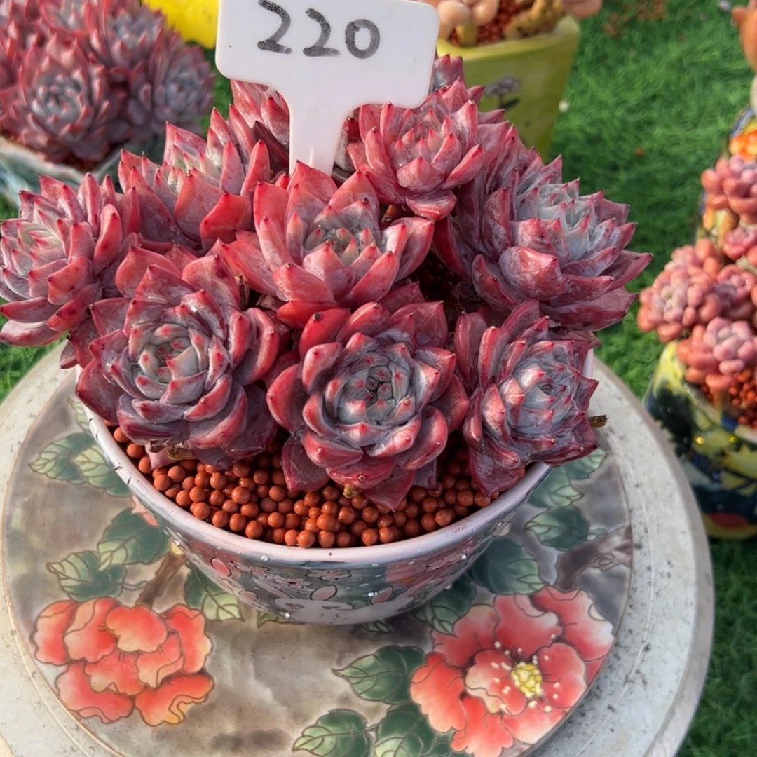 兰***l粉蓝鸟多肉植物保护