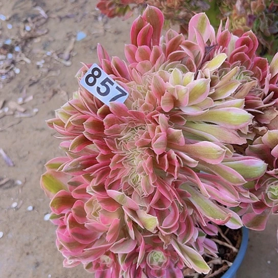 财***女多肉植物一个法师