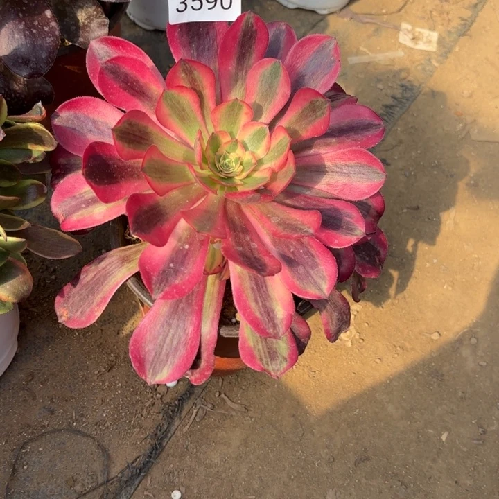 蛇毒美杜莎多肉法师3590