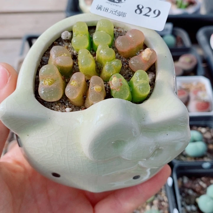 生石花花花花花花花829