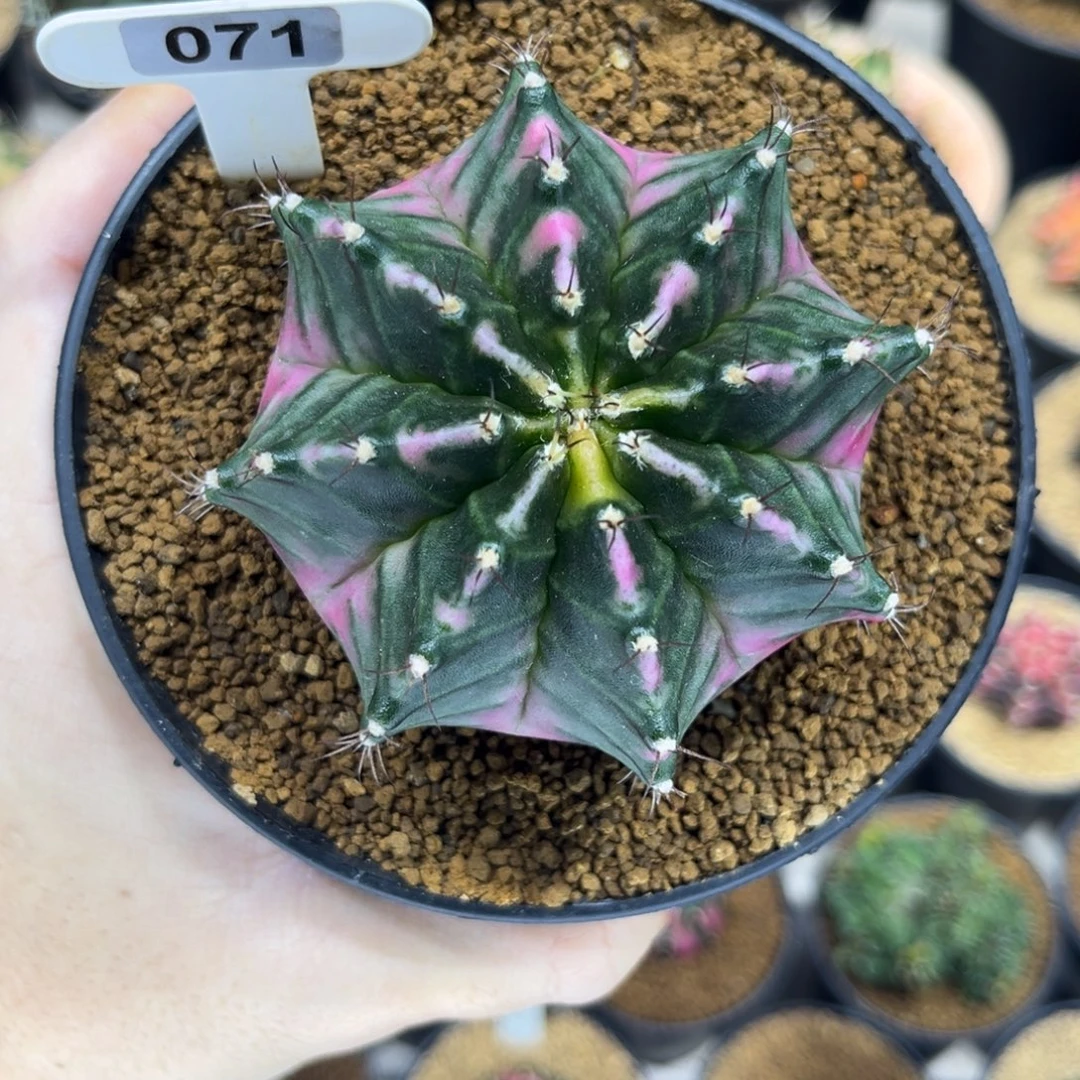 全品粉白臀—————————