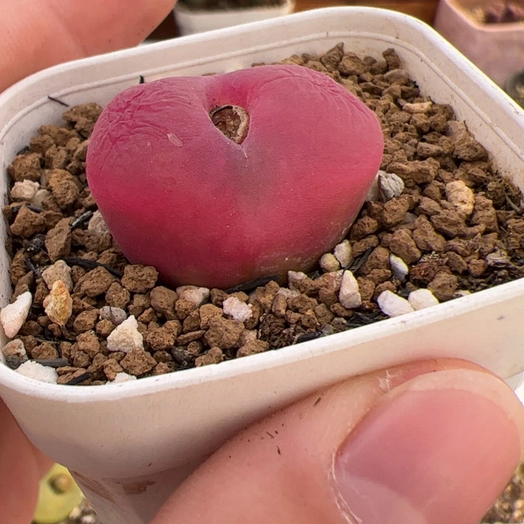 0670号毛 多肉植物