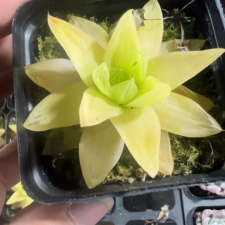 黄金玉露精品多肉植物