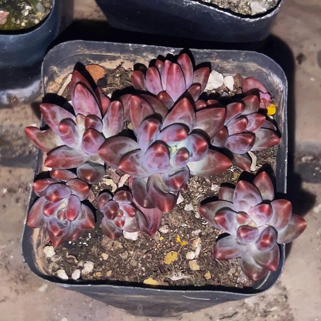 桔云多肉美人精品系列