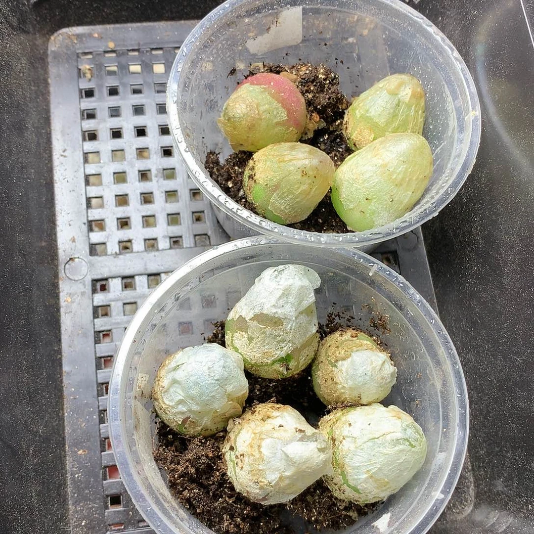 W460多肉植物保护