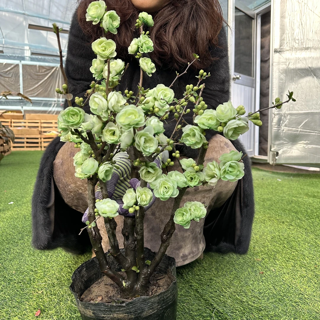 【帝王绿 绿宝石】稀少老桩海棠 带花芽发货