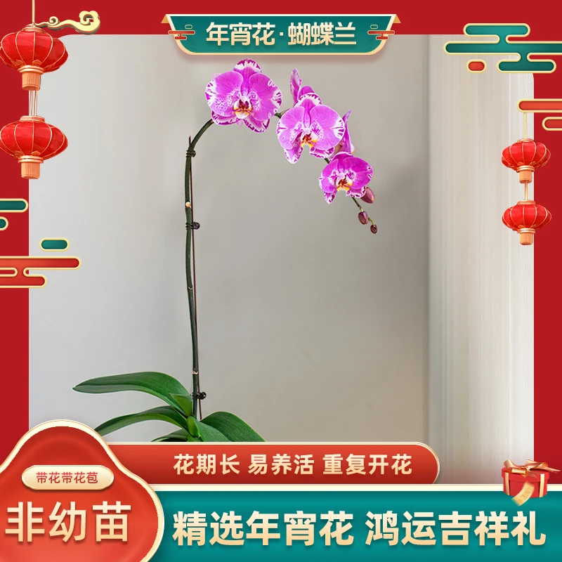 甄选蝴蝶兰【藏宝图】超大花室内花卉办公室送礼开花带花苞【6-8朵】