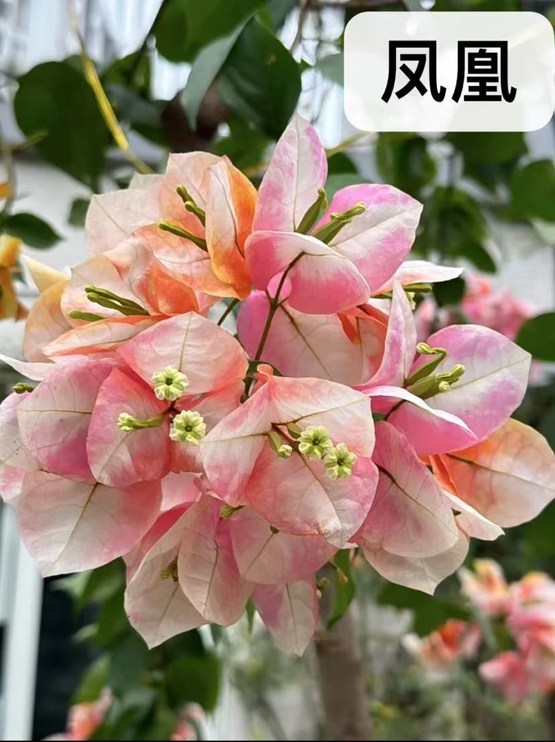 【凤凰】三角梅袋苗新品种对版稀有花色阳台庭院基地直发包对版