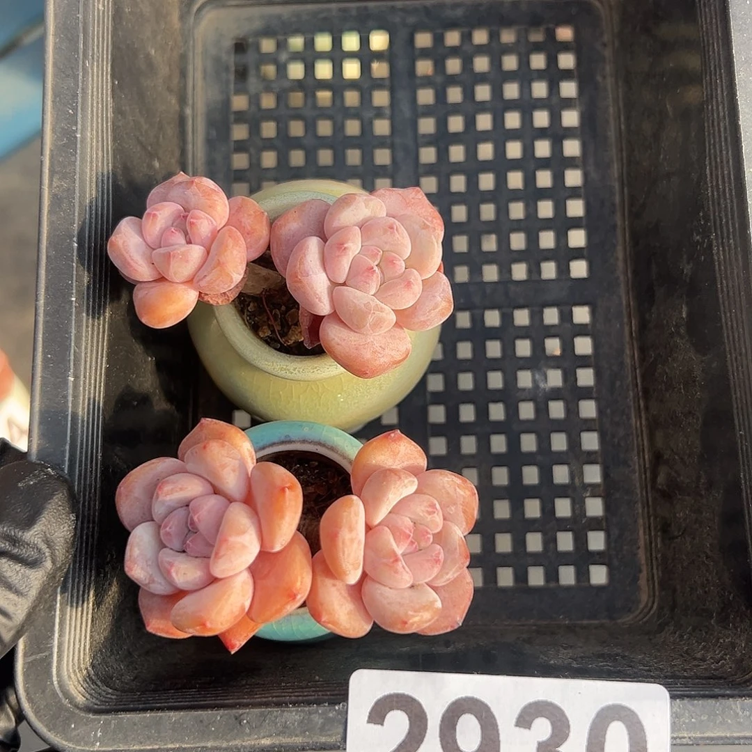 2930，俩个双头紫梦露带盆特价