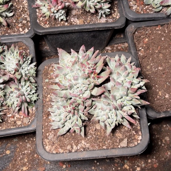 255瑕疵哈哈哈哈哈哈