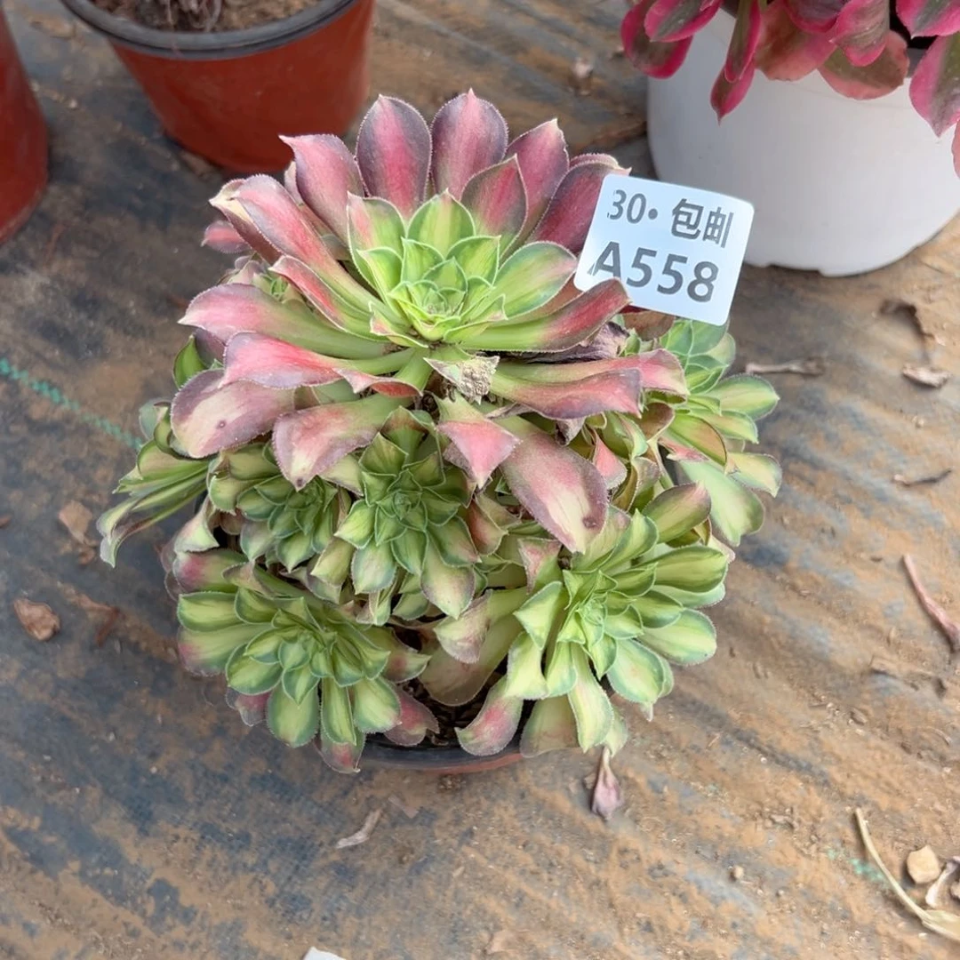 558韶华多肉法师不包侧枝