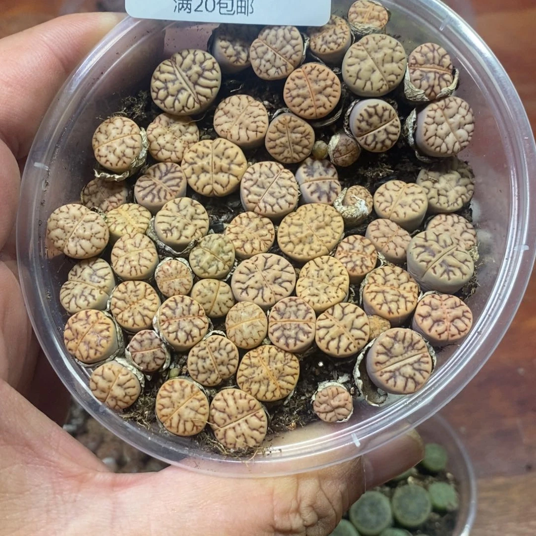多肉蛋炒饭，感谢您相伴522（雀暖）