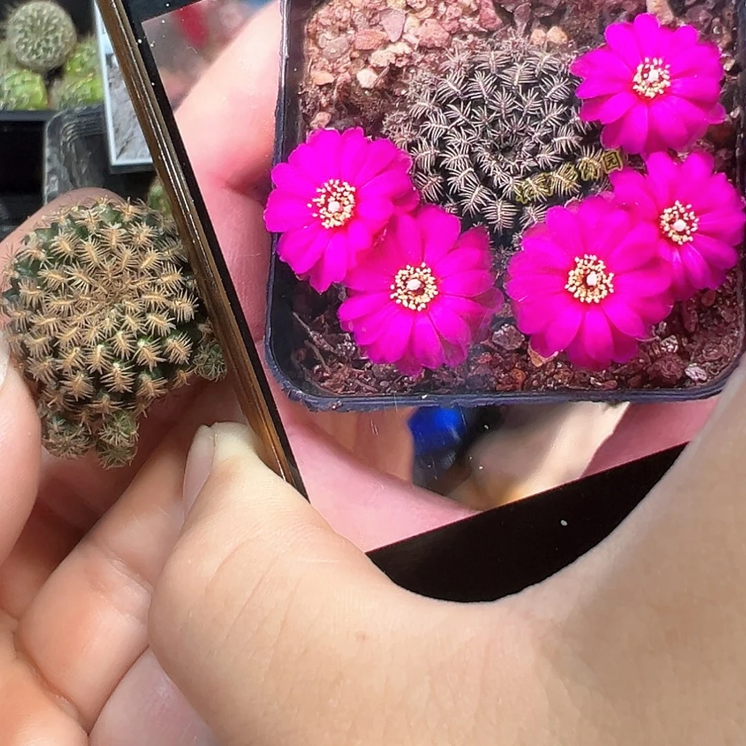 黑寡妇沟宝山仙人球侧芽一颗