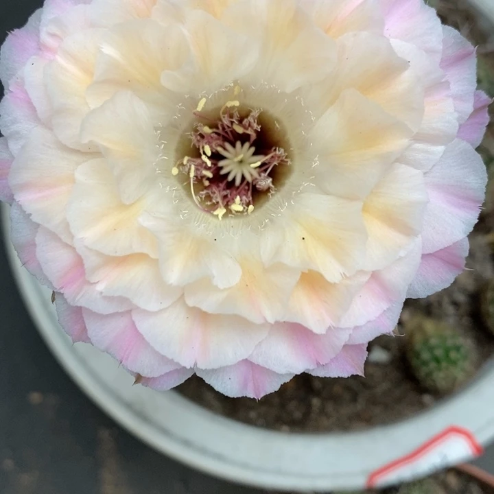 香香仙仙侧芽2公分左右微瑕