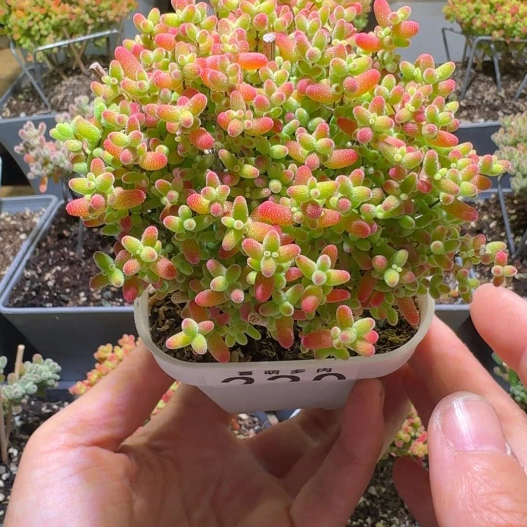 蜜橘糖球枝干番杏220