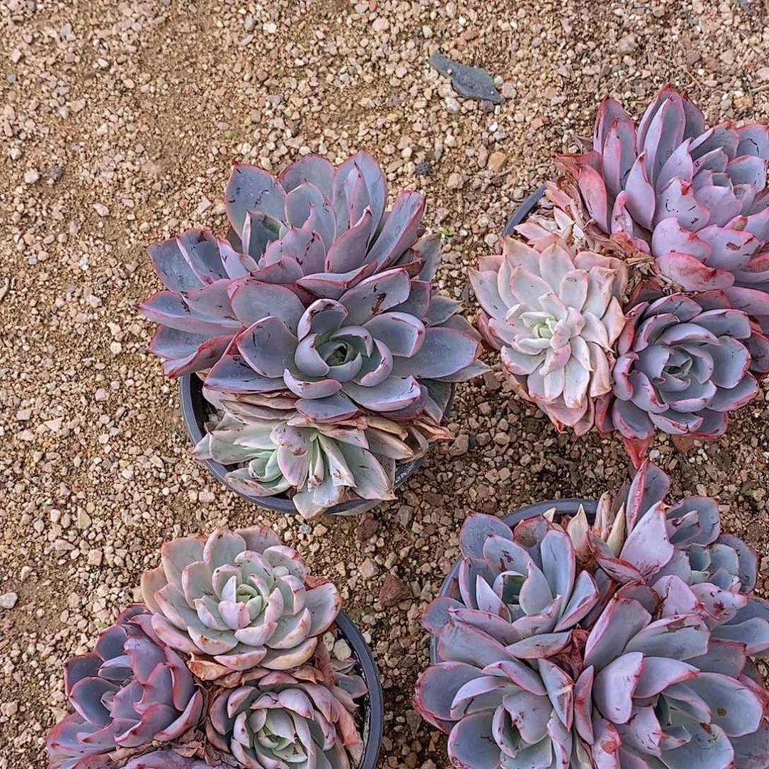 0703-20-赫拉少锦一颗量拍