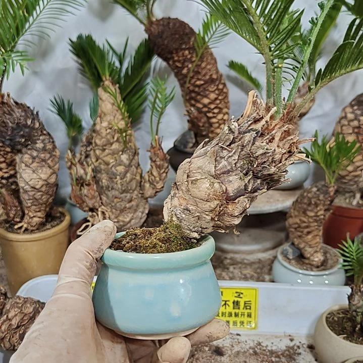吉***、无花朵白鳞铁盆景基地价