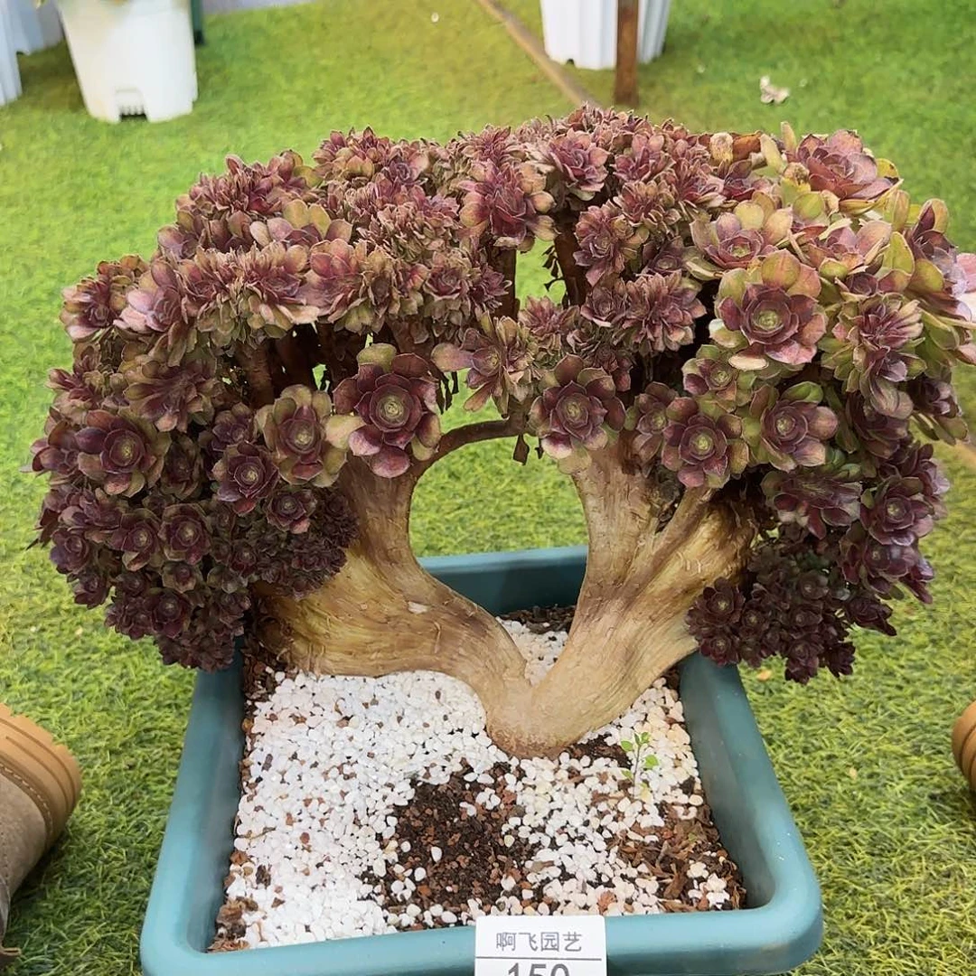 150多肉 抹茶缀多肉法师