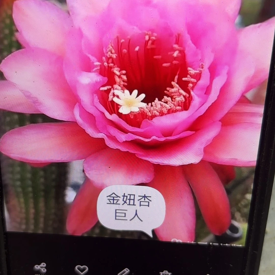 杏巨人侧牙20包邮仙人球34