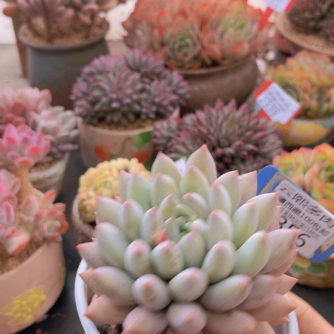 2356所罗门多肉植物