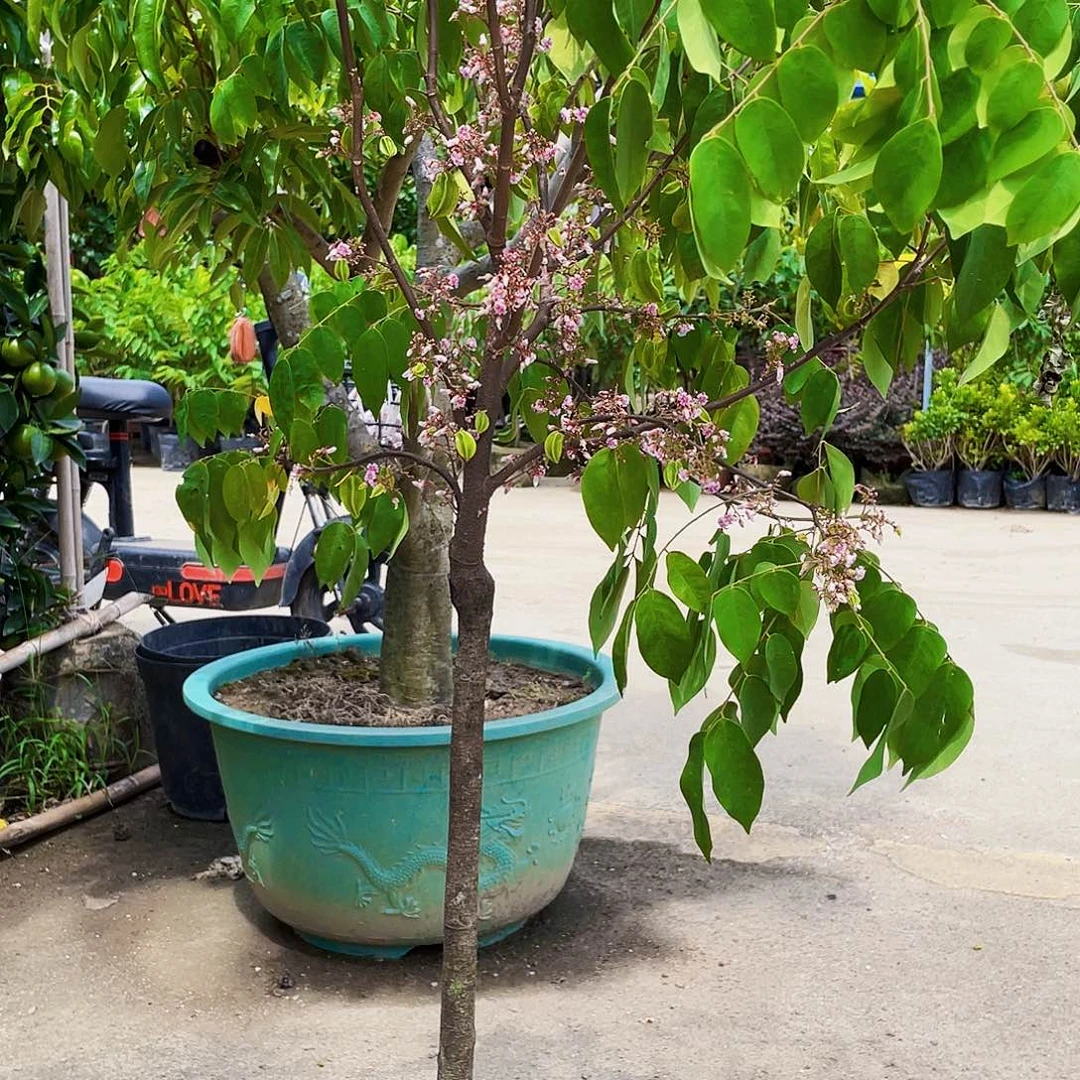 无花朵5**9果树111111111111