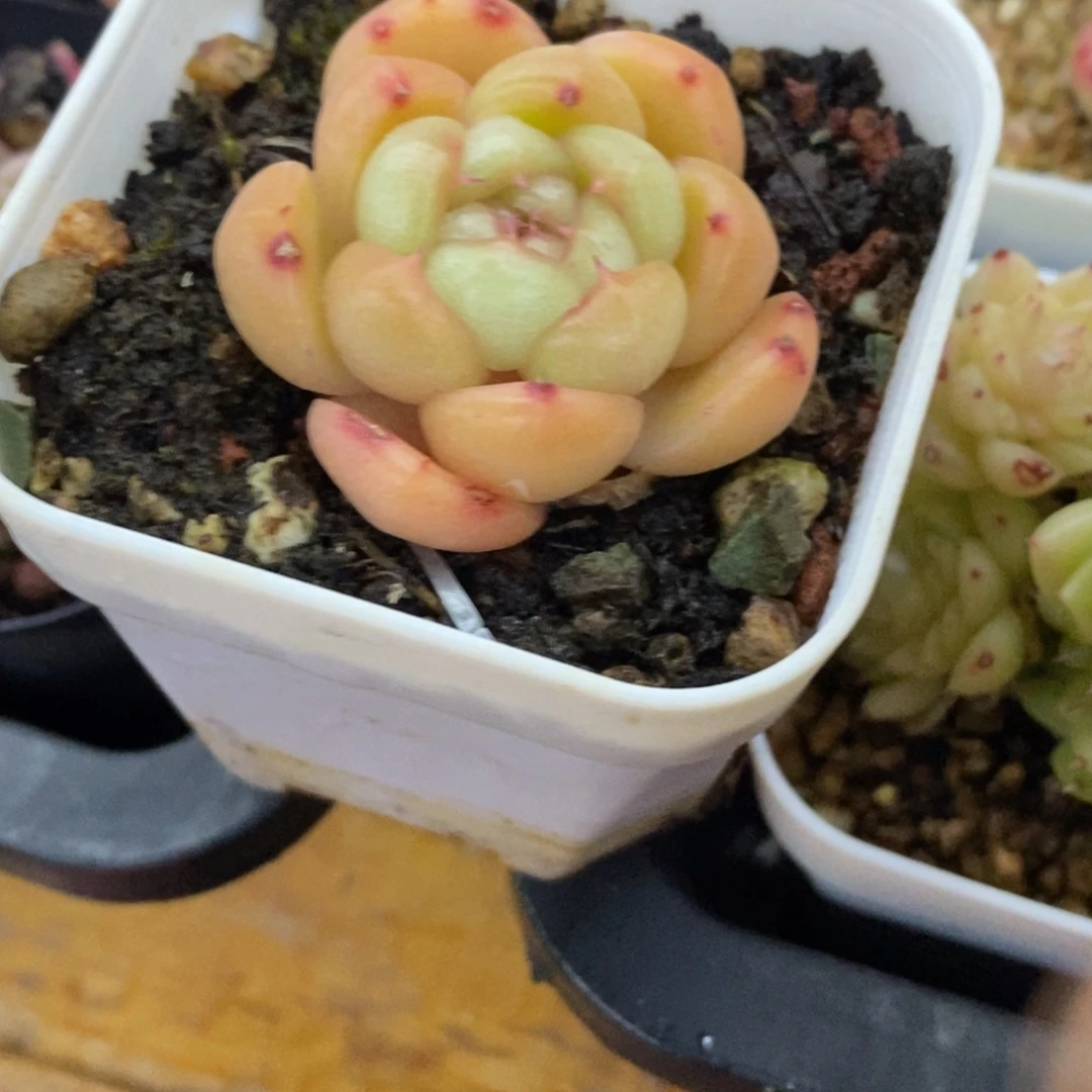 精品多肉一物一拍不包整251