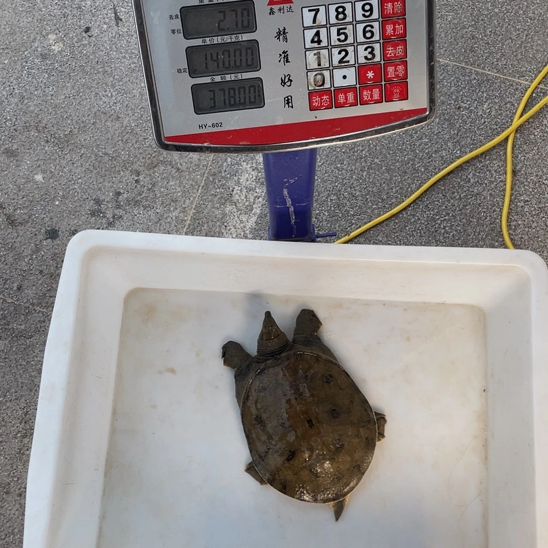 中国大陆46745774664645