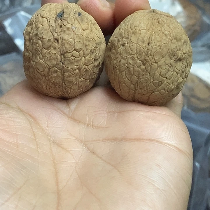 文玩核桃把件云南铁核桃基地31