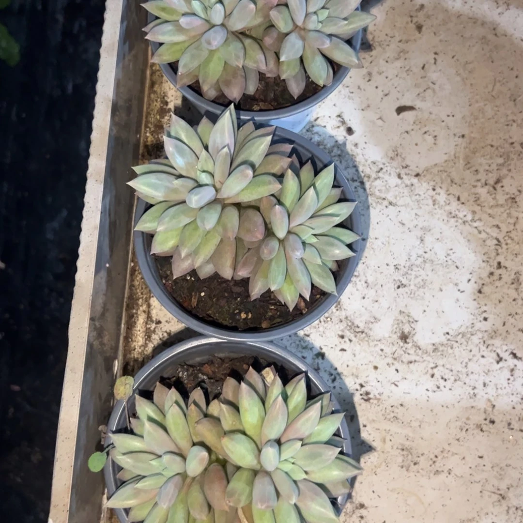 四***天多肉植物多肉植物