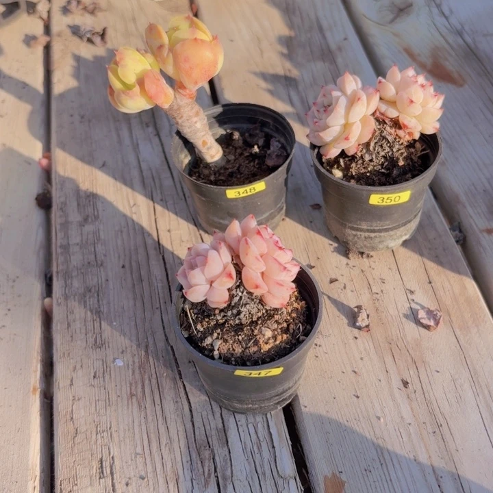 欢****一物一拍编号348 350 347