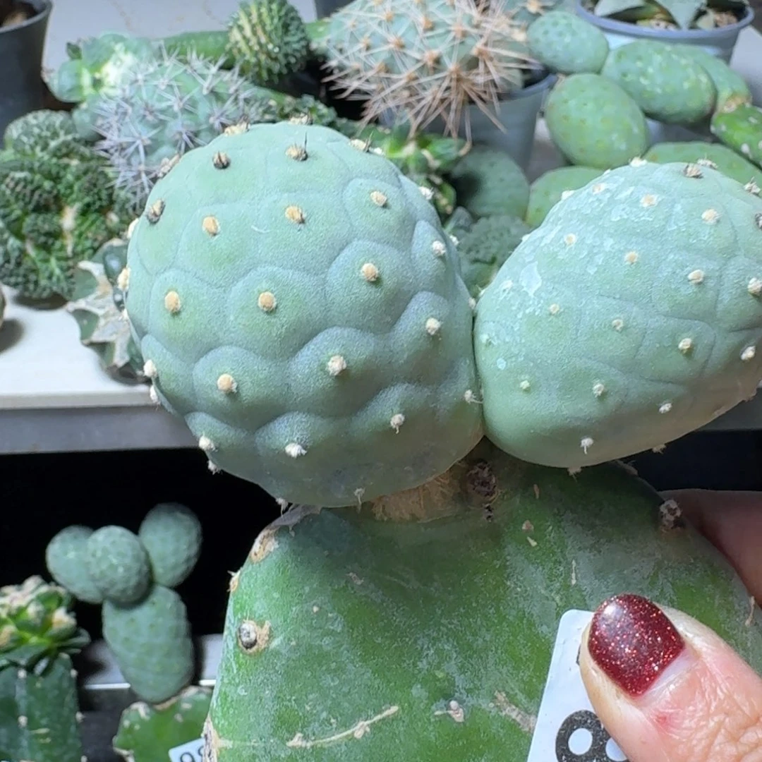 【闪购商品】无花朵福利凸绒毛毛习984