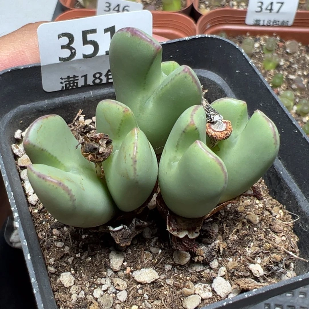 【闪购商品】 351。