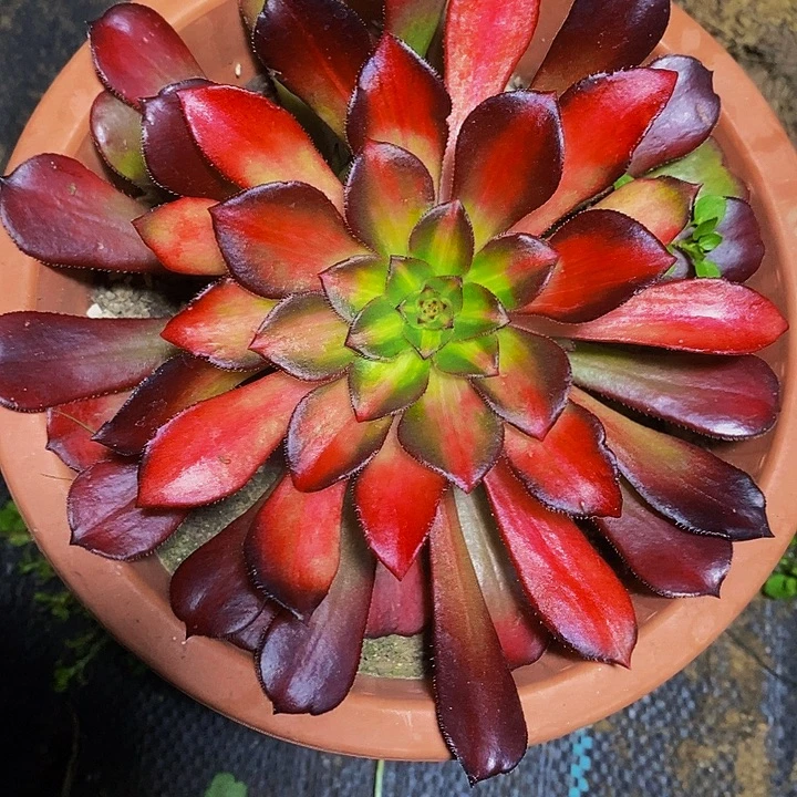 西瓜太郎宽中斑法师