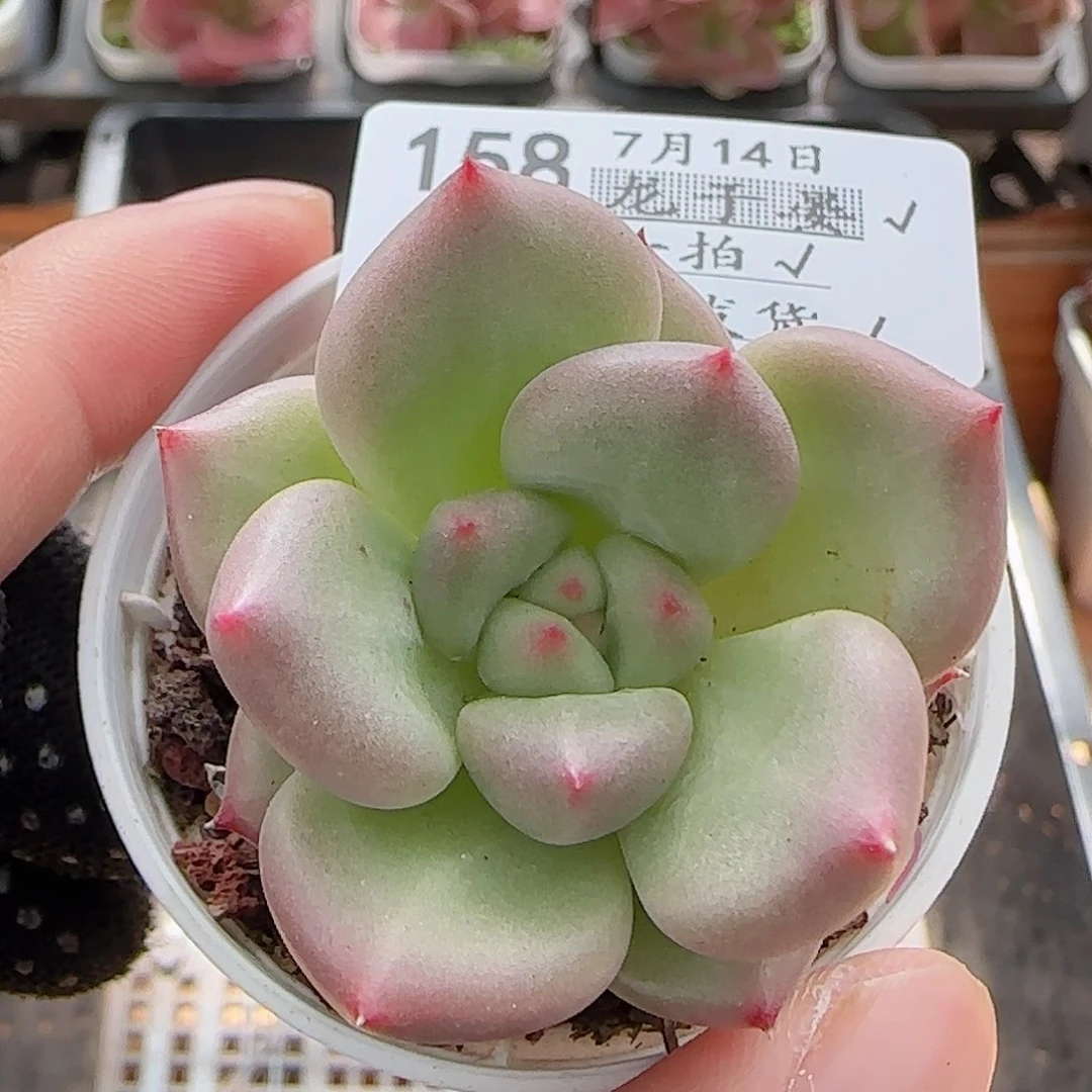 多肉0714-158福利福利