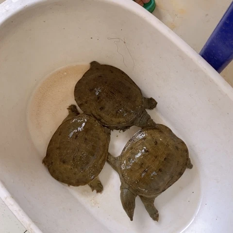 关***记中国大陆开箱请拍视频甲鱼