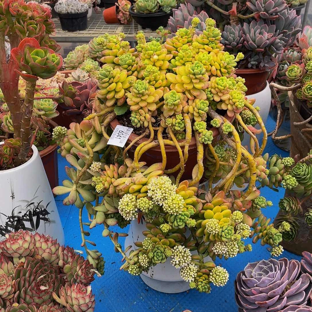 豆****发6041香格里拉多肉