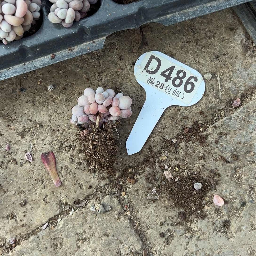 D486桃蛋一物一拍