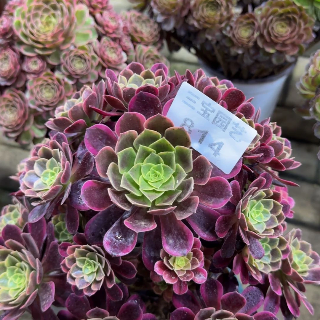 多肉植物814金丝雀