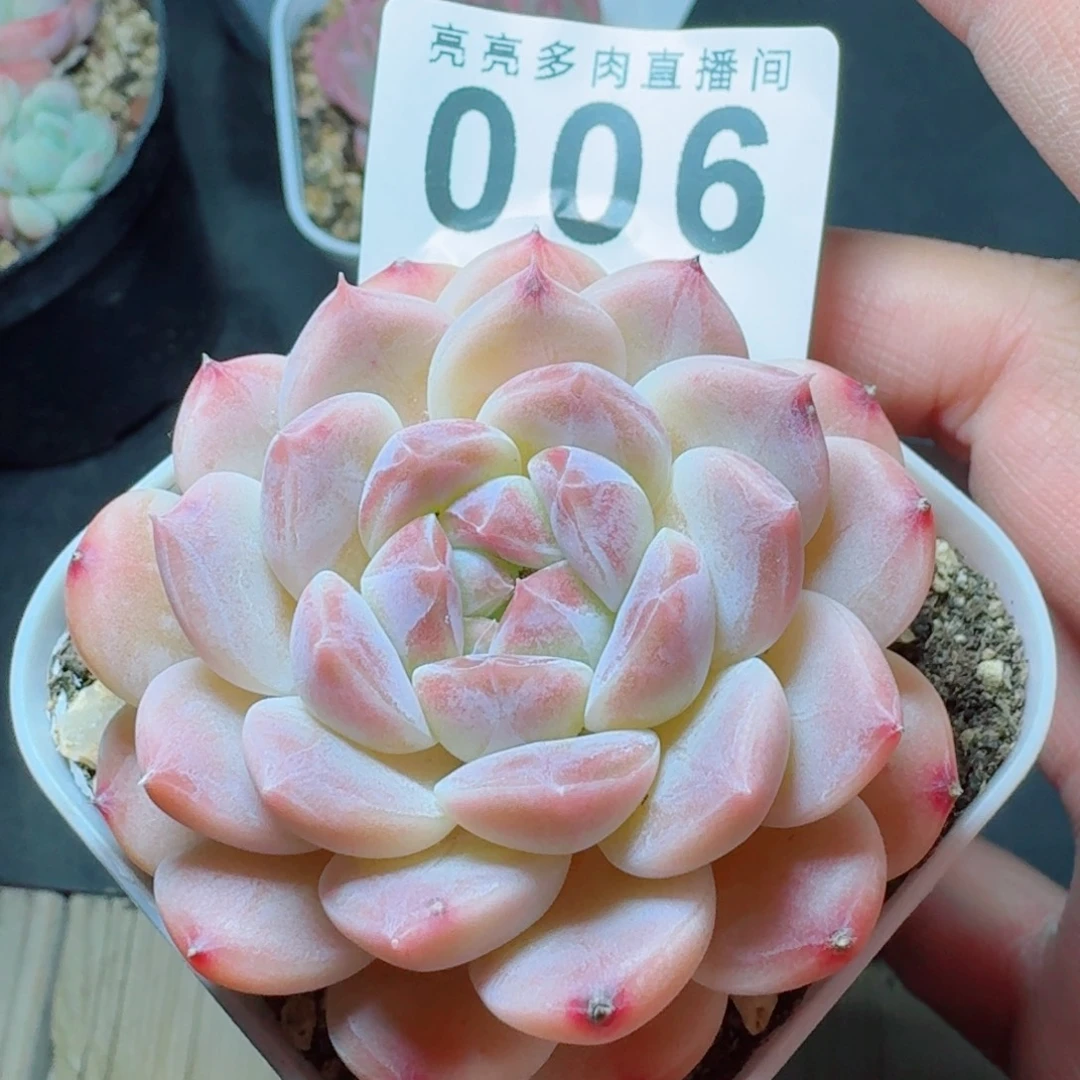 彩虹冰魄      愿你一路坦途，乘风破浪展宏图