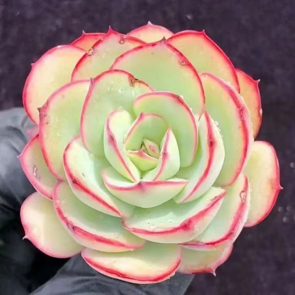 （1单包邮满18发货快有赠品）牡丹亭 3-4cm 数量有限为准