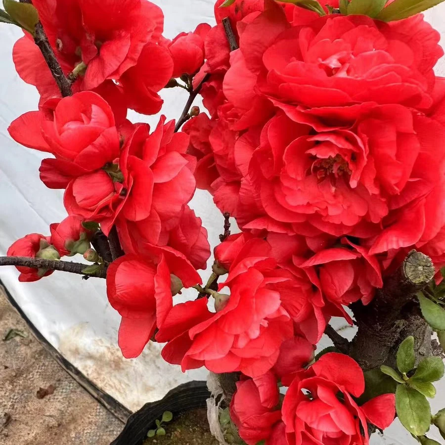 【爆花机器】10年老桩梦绘卷海棠南北方种植耐寒耐热好养活带花芽