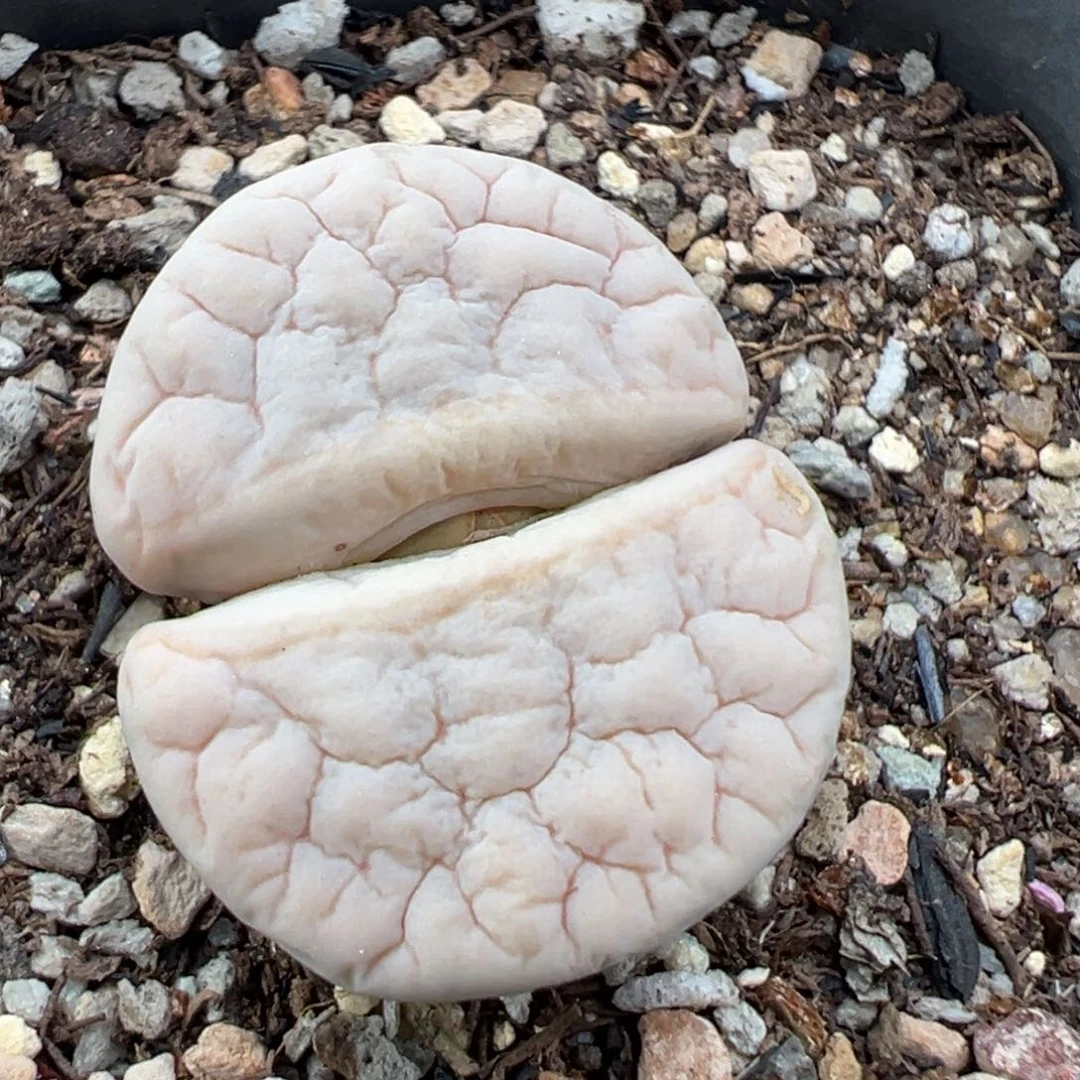 9.7好看的多肉脱土发货037