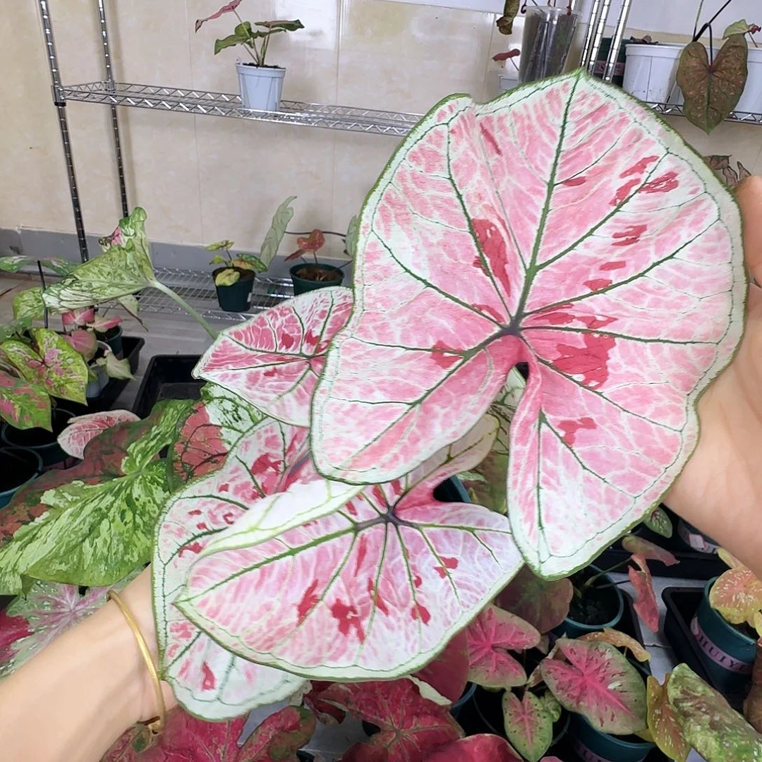 完全开放       61雅哈哈
